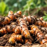 Tinh bột nghệ Nguyên Chất Cô 9 – 500g 5